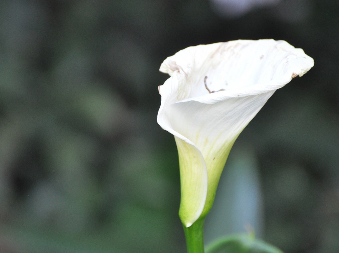 Liz at Lancaster Guesthouse主图