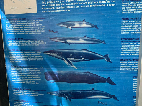 Mirissa Snorkeling Tours-美蕊沙必去景点