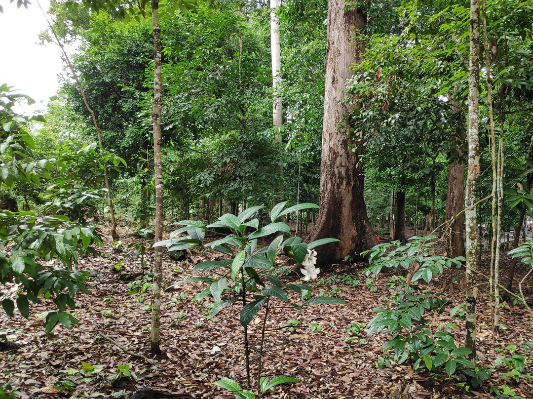 Langsa City Forest Park-Langsa必去景点