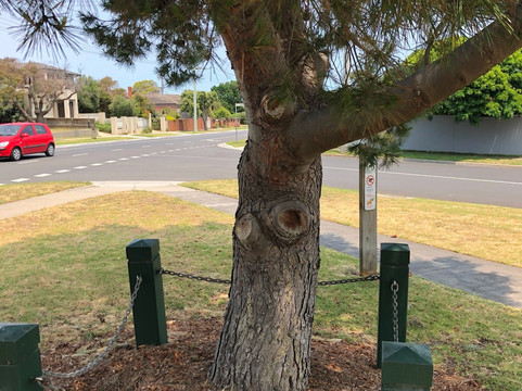 Mornington Memorial Park-莫宁顿必去景点