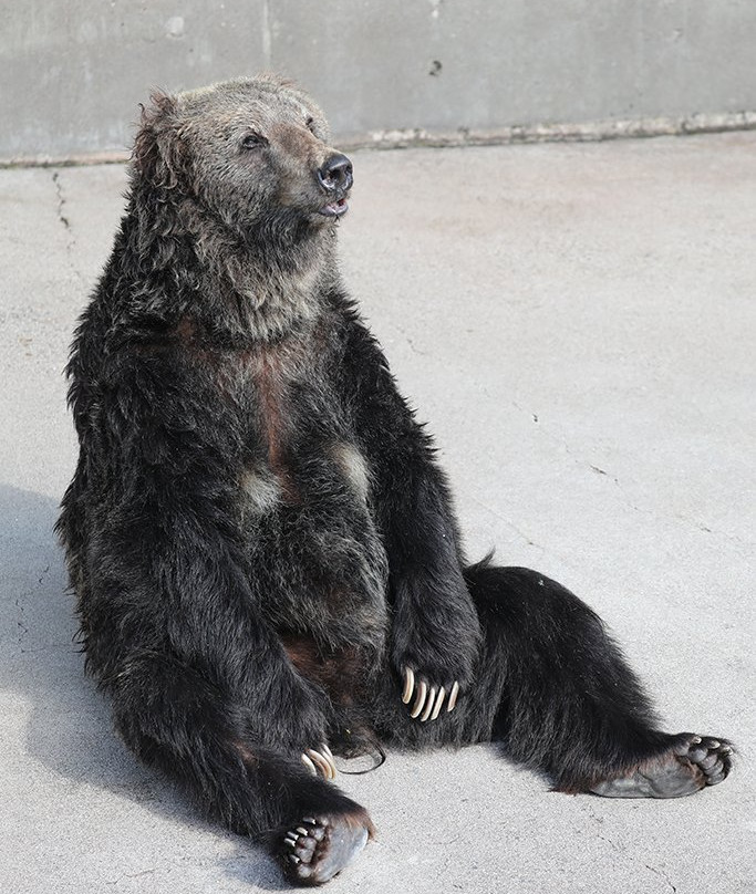 Cuddly Dominion-阿苏市必去景点