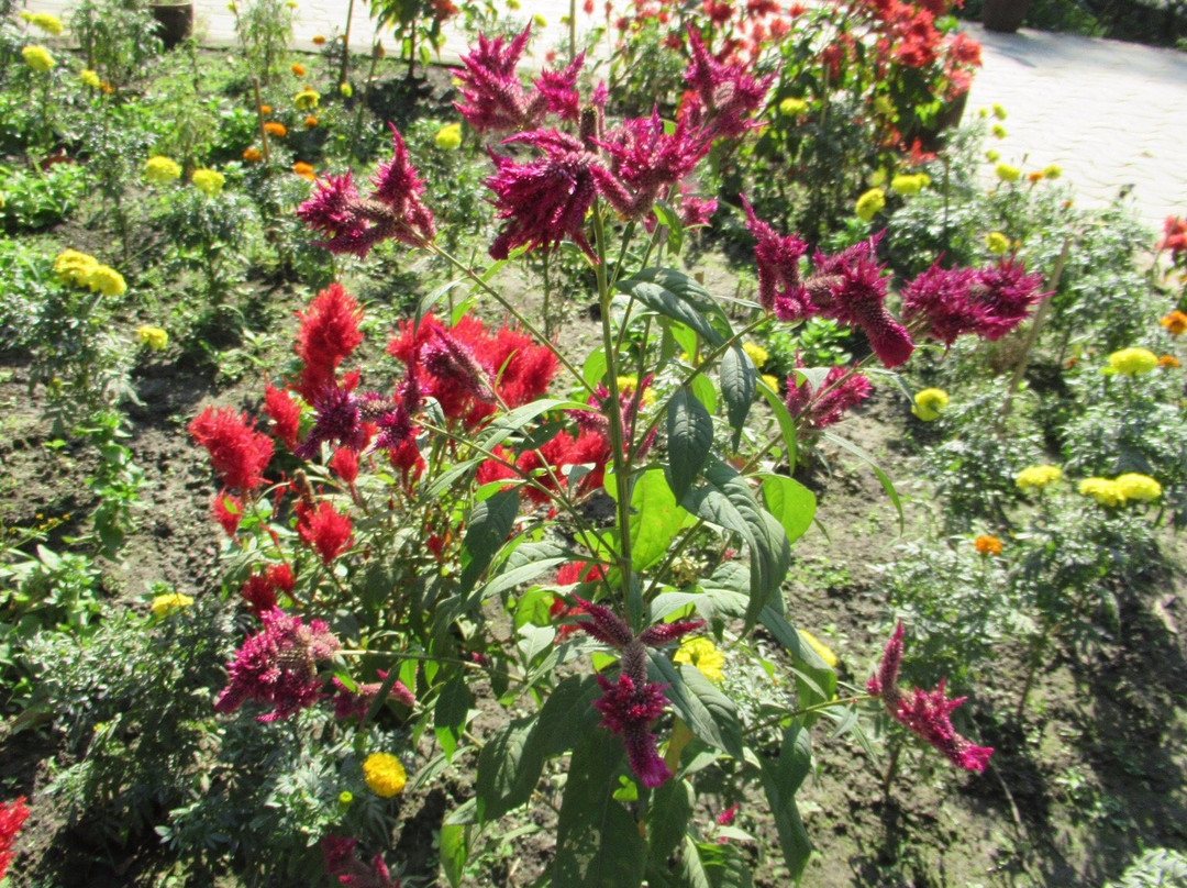 Bengal Safari-西里古里必去景点