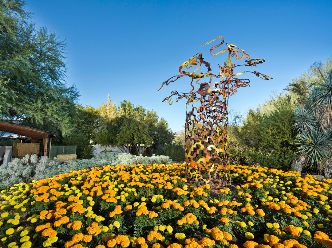 Tucson Botanical Gardens景点图片