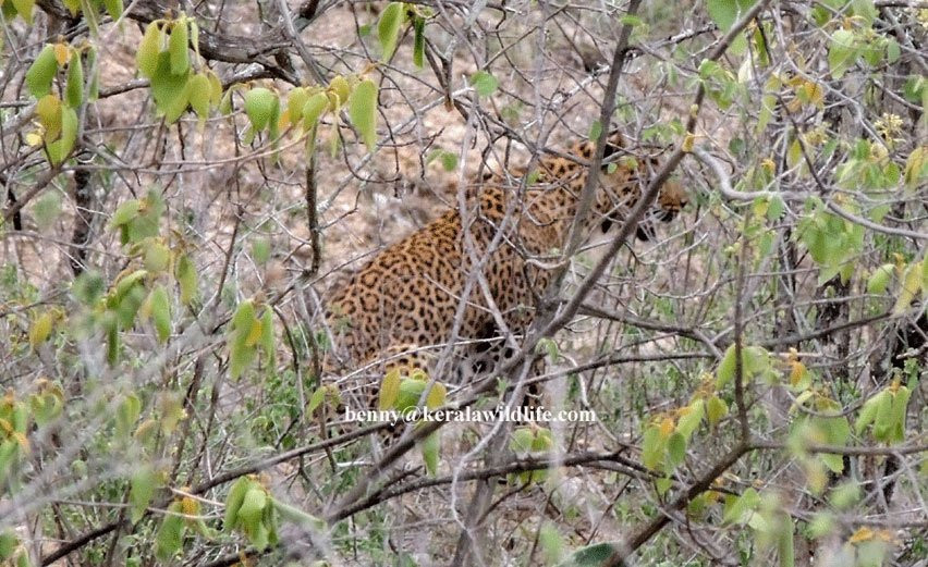 Chinnar Wildlife Sanctuary-慕那尔必去景点