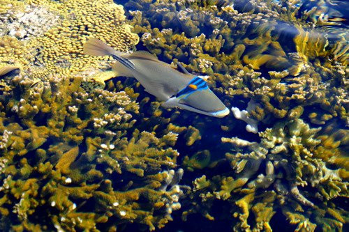 Underwater Observatory Marine Park景点图片