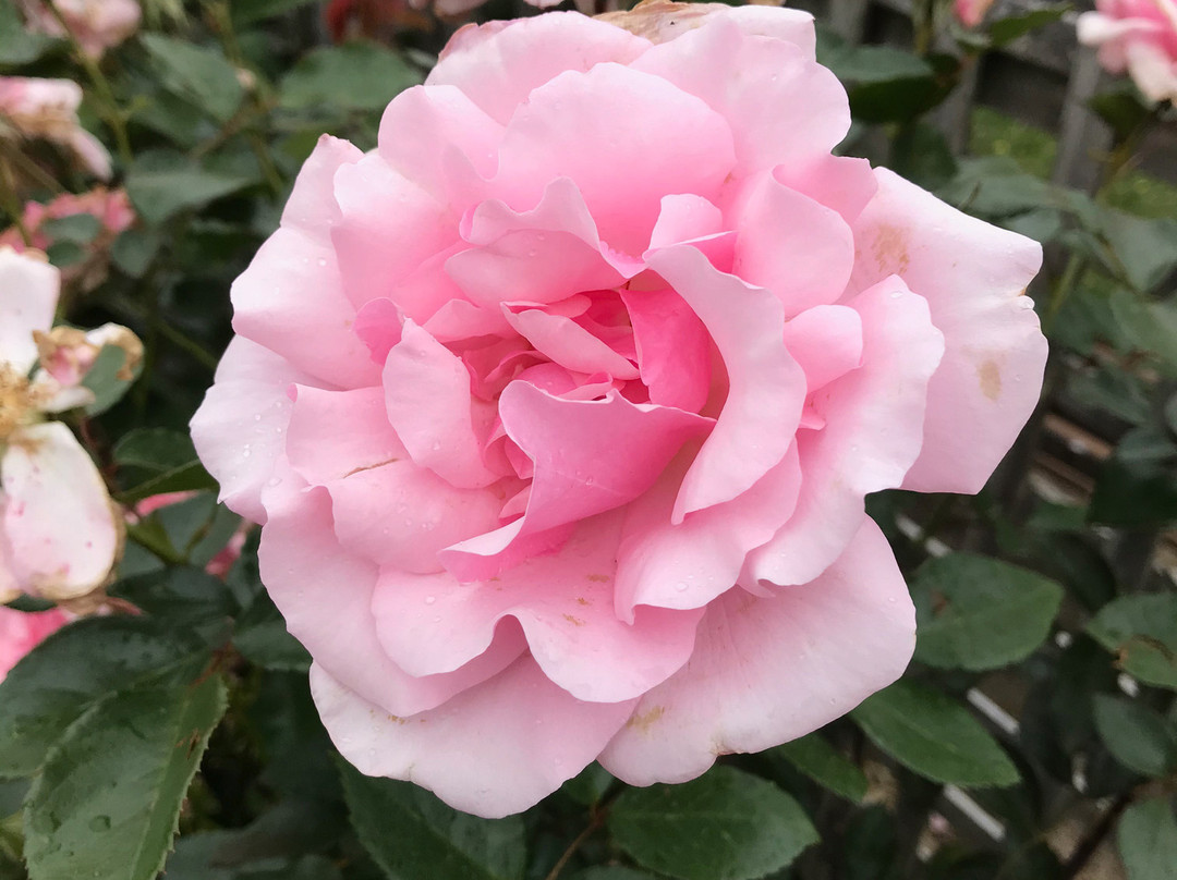 St. Brigid's Catholic Church-Cowwarr必去景点