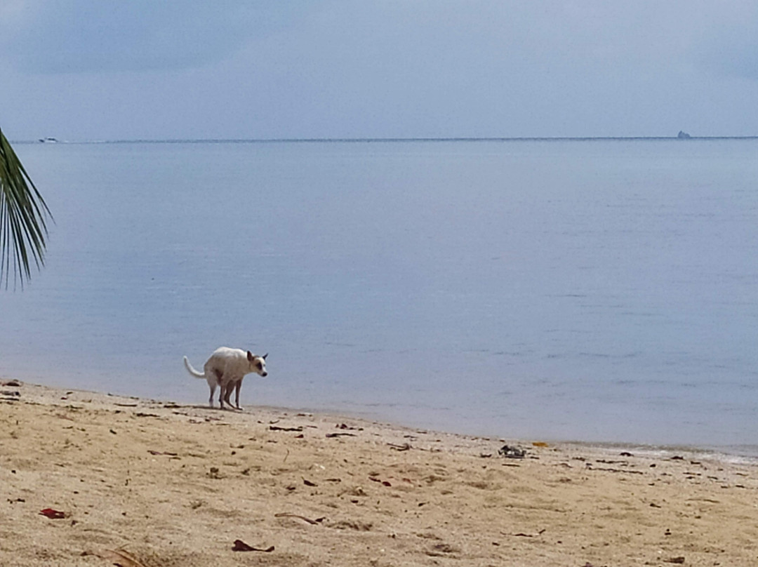 Goodtime Koh Phangan