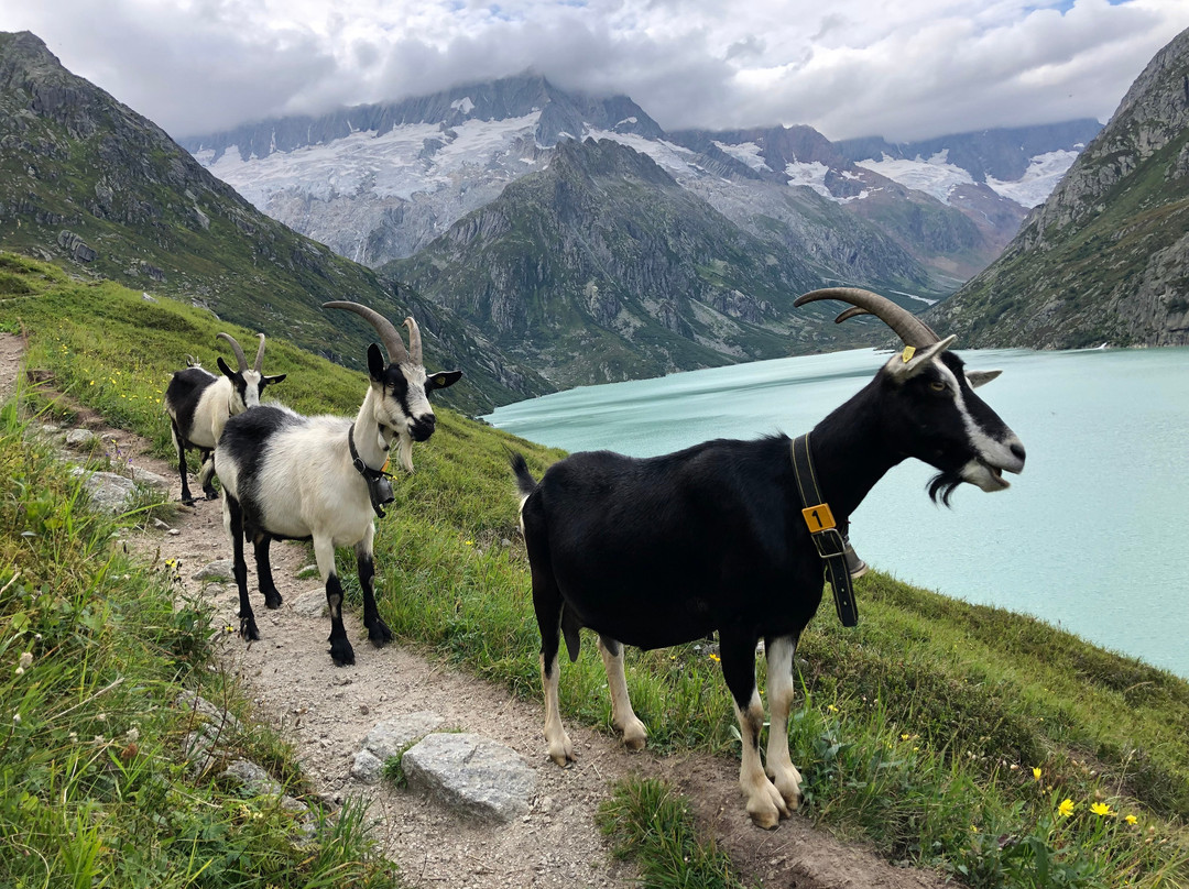 Swisspecial