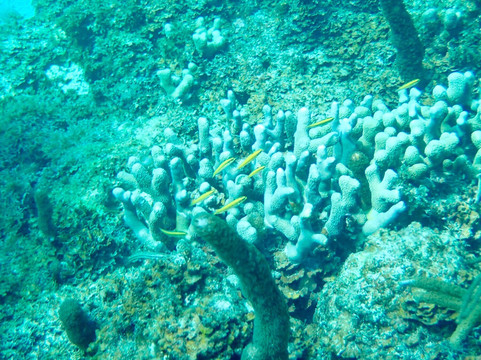 Aqua Adventures | Snorkeling & Boat Tours in Fajardo PR-法哈多必去景点