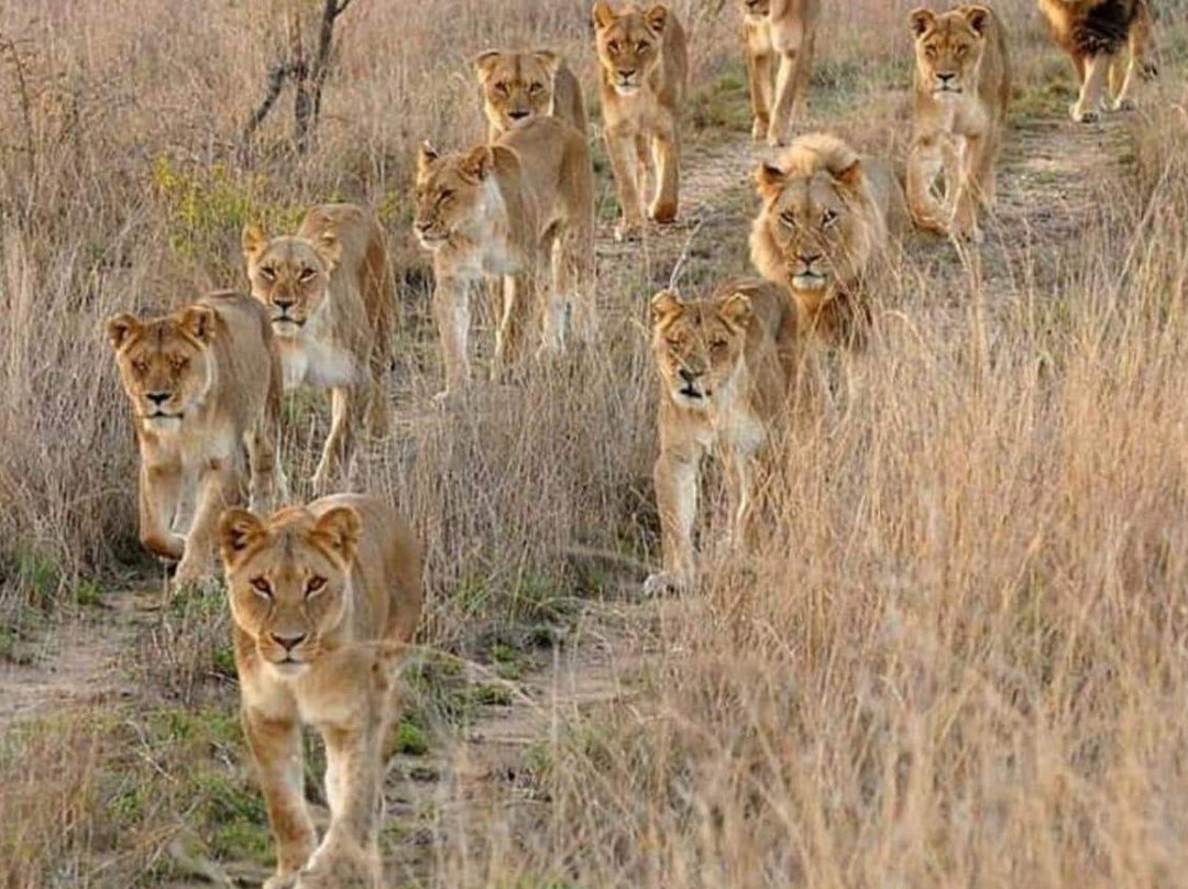 Robbie Williams Safaris-雾观必去景点