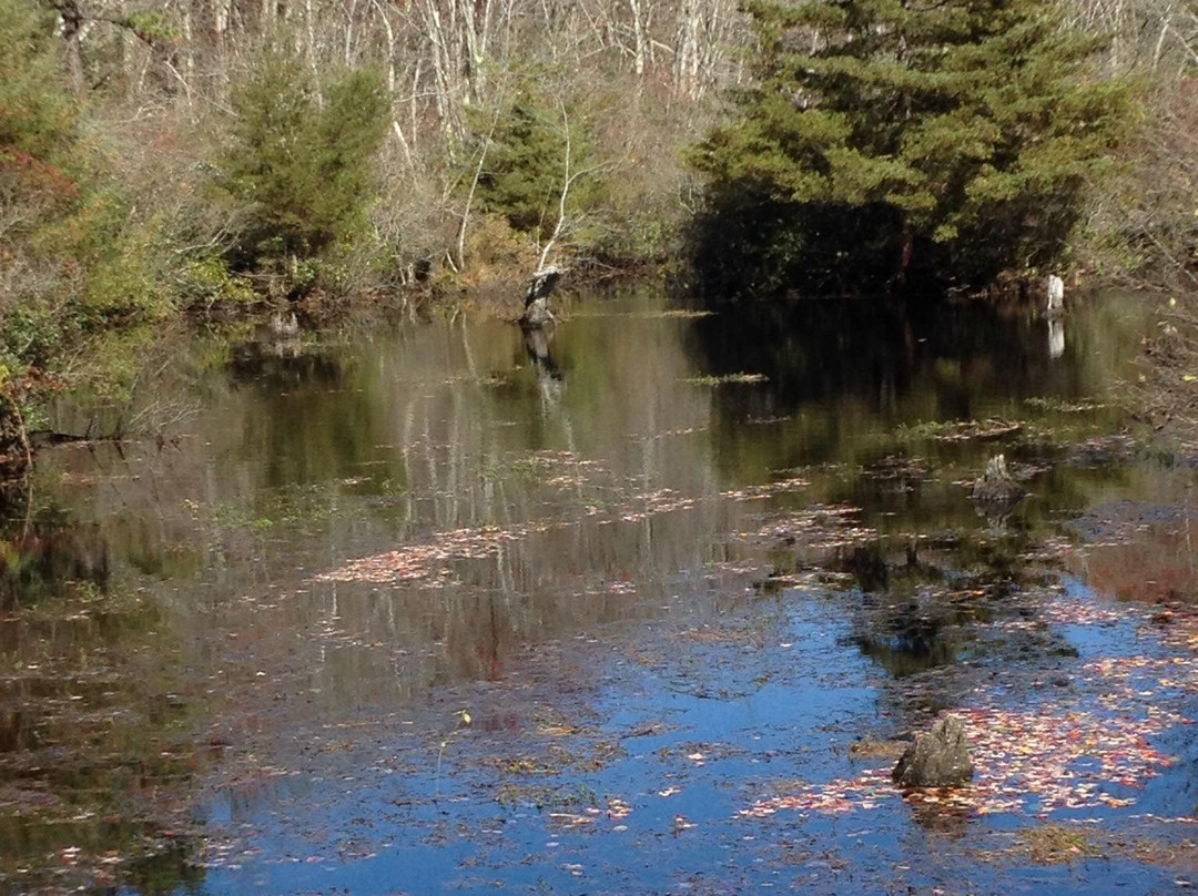 Quogue Wildlife Refuge景点图片