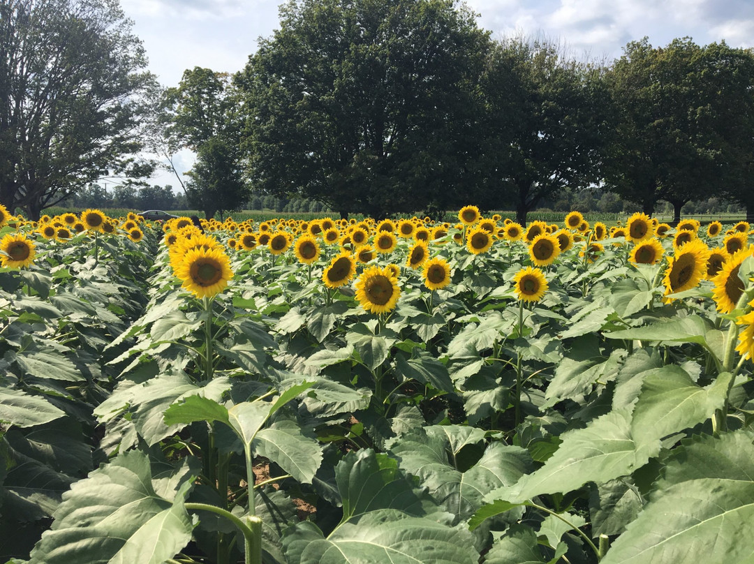 亨特谷旅游景点-Center for Maryland Agriculture and Farm Park