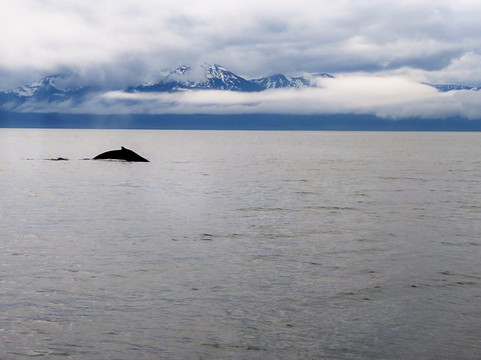 Whale Watching and Wildlife Quest