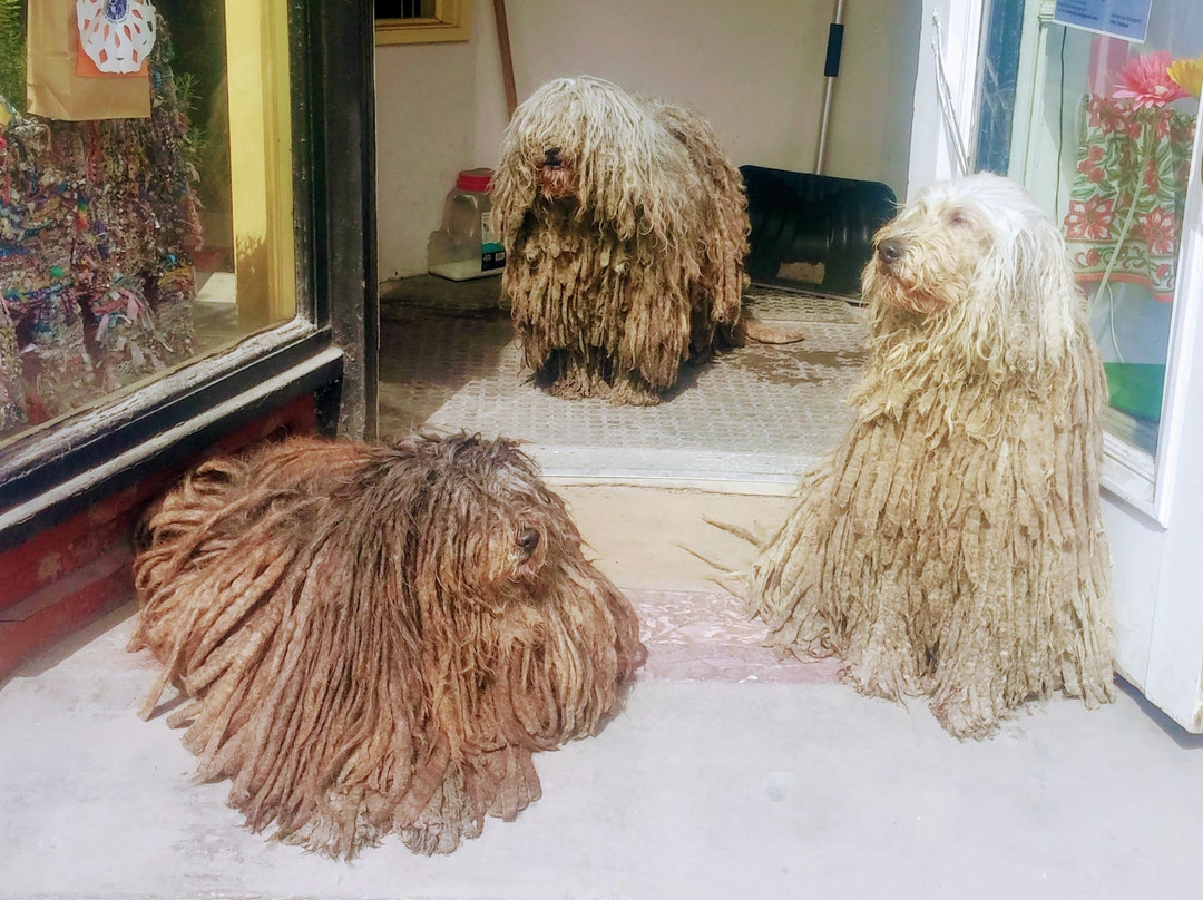 The Quirky Pet-蒙彼利埃必去景点