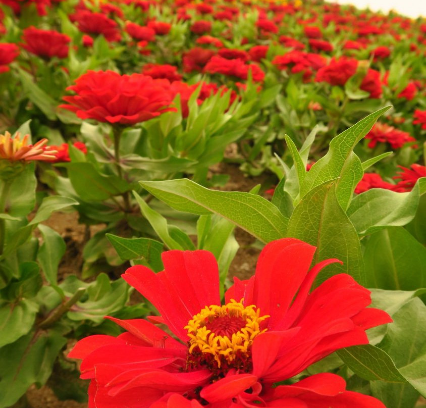 Nari Park-杨州市必去景点