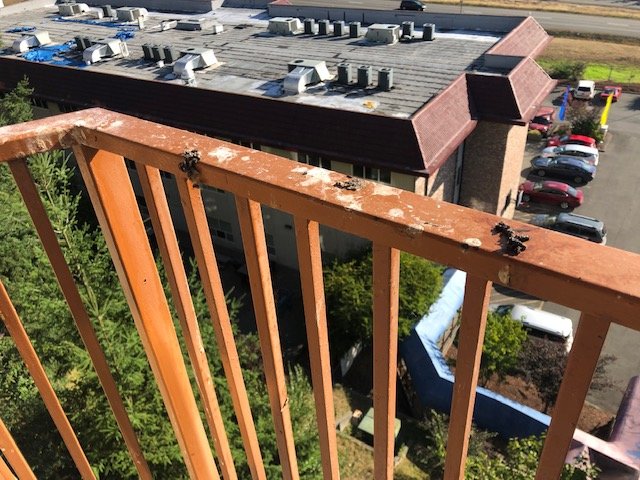 Baymont by Wyndham Bremerton WA-酒店景观