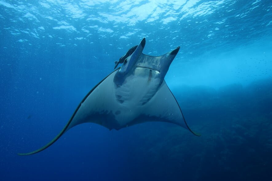 Season Challenge Azores Islands Diving Center-蓬塔德尔加达必去景点