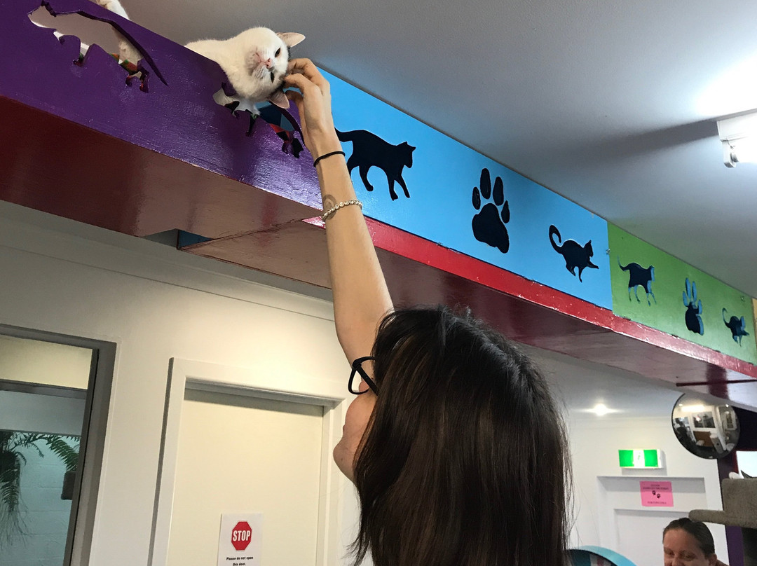 Cat Cuddle Café-布里斯班必去景点