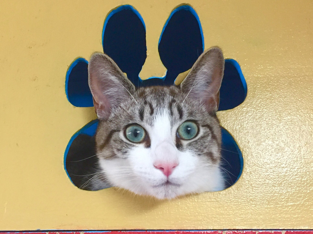 Cat Cuddle Café-布里斯班必去景点