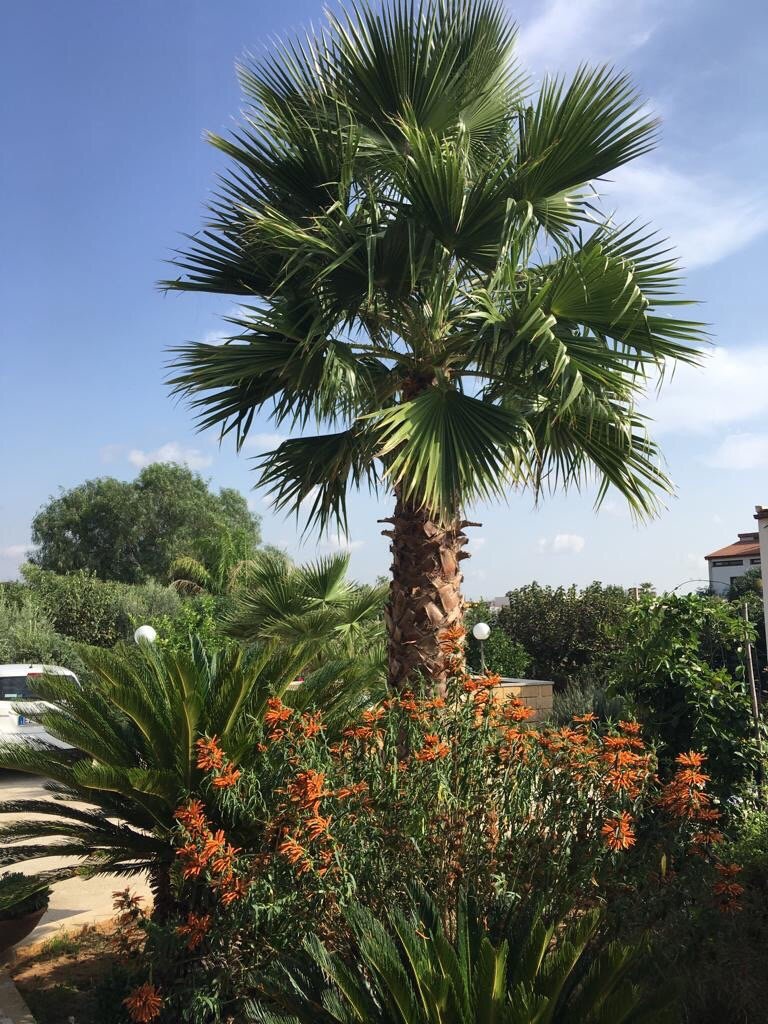 La Casa Tra Gli Allori-官方