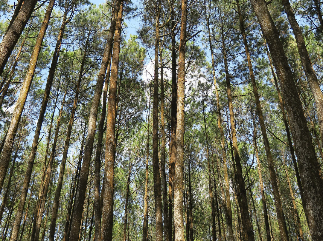 Hutan Pinus Bukit Becici景点图片