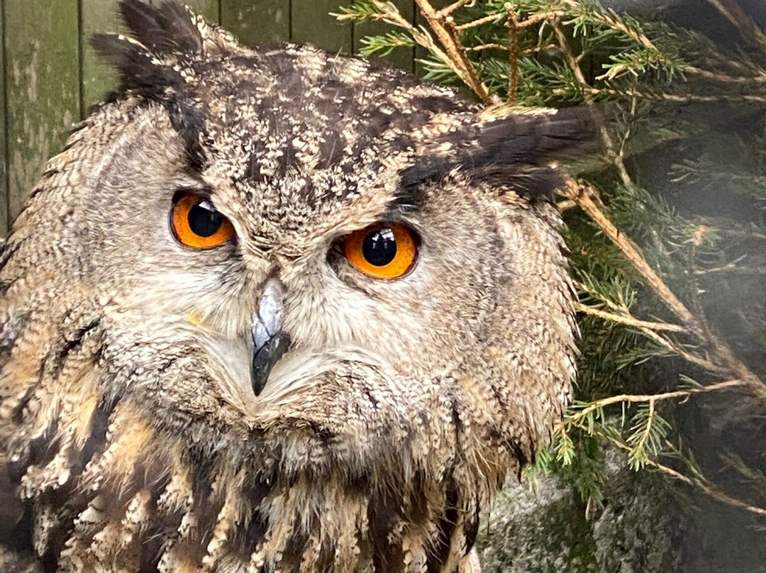 Alpenvogelpark