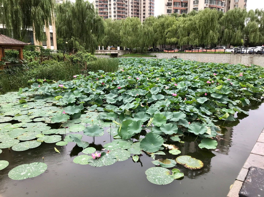 尚阳湖景点图片