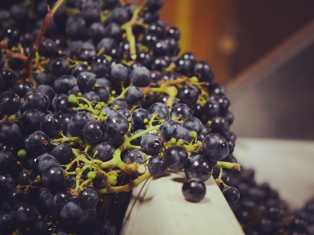 Turiya Wines-隆波克必去景点