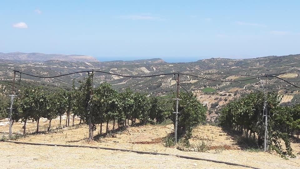 Diamantakis Winery景点图片