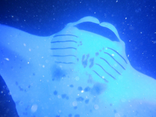 Hang Loose Boat Tours-凯鲁瓦-柯纳必去景点