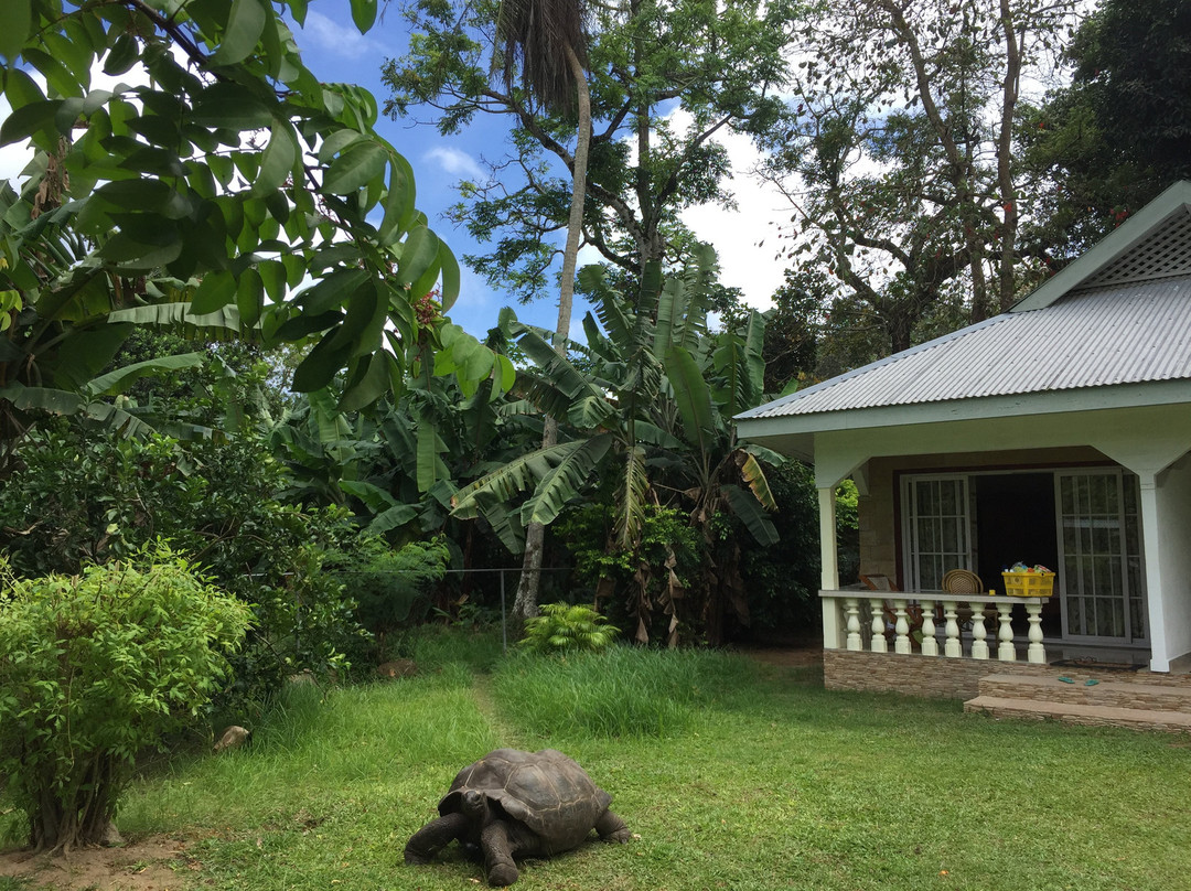 Chalets Bamboo Vert主图