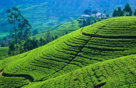 Himaliyan Tours and Travels-卡卢特勒必去景点