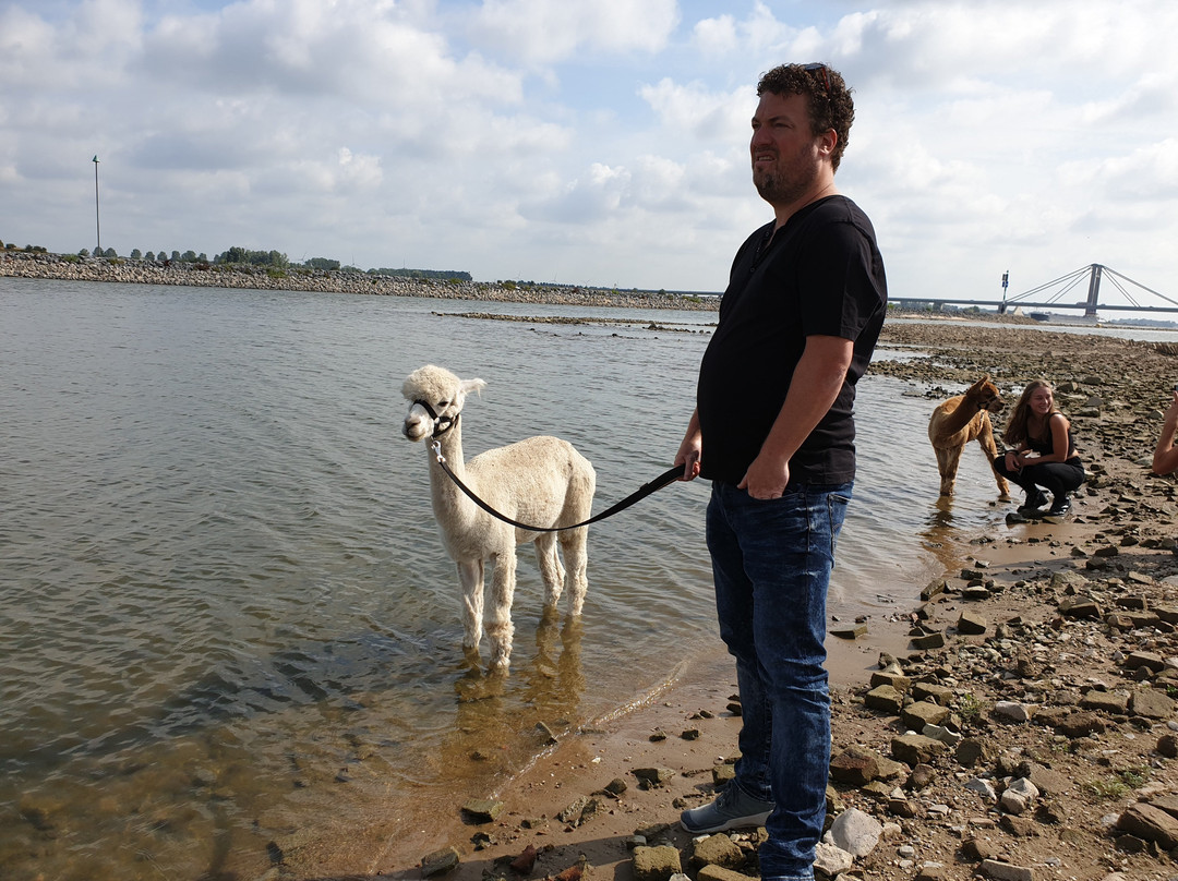 Alpaca farm River Forelands-Wamel必去景点