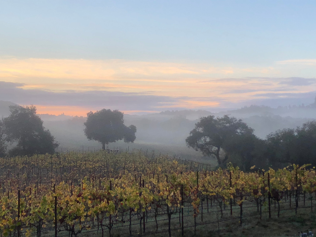 Enriquez Estate Wines景点图片