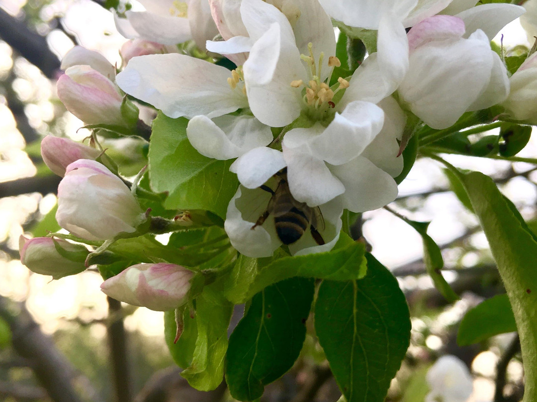 Appleflats Inc景点图片