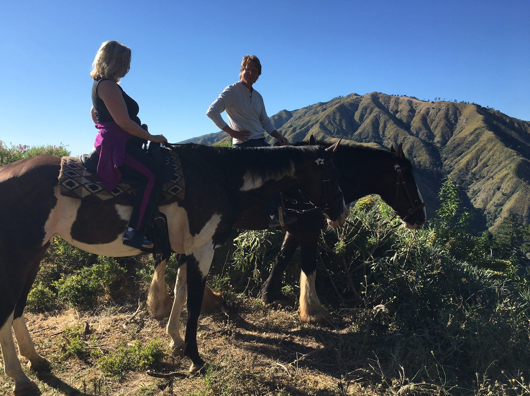 Big Sur Majestic Equine Services-大苏尔必去景点
