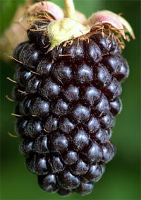 Morning Shade Farm-Canby必去景点