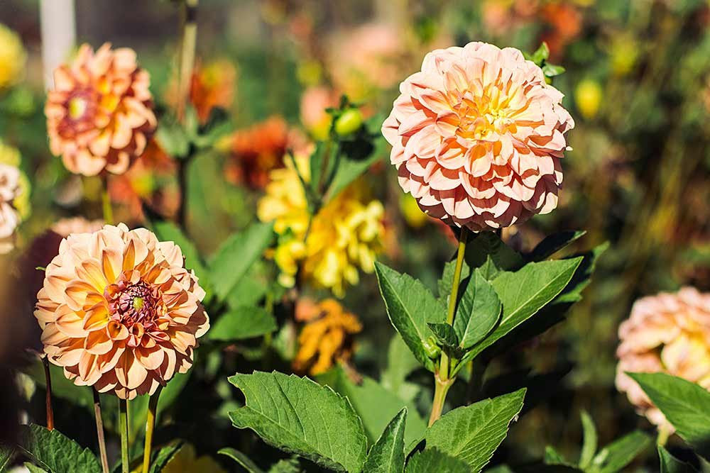 Abide Wellness Retreat-Narbethong必去景点