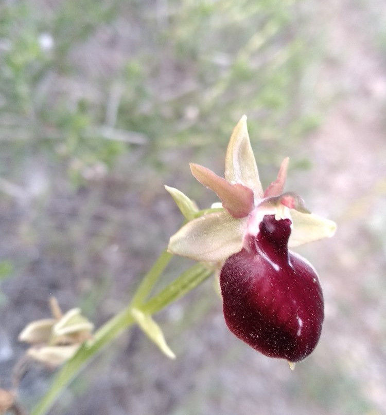 Cephalonia Botanica-阿尔戈斯托利翁必去景点