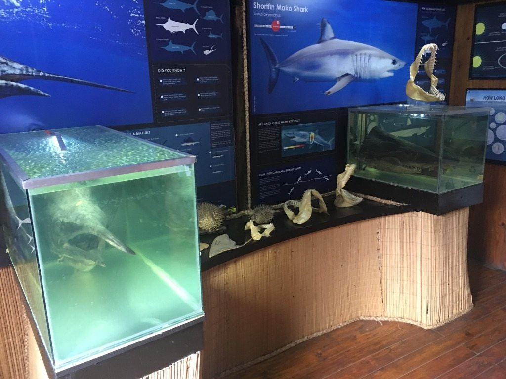 Sharklife-Shazibe必去景点