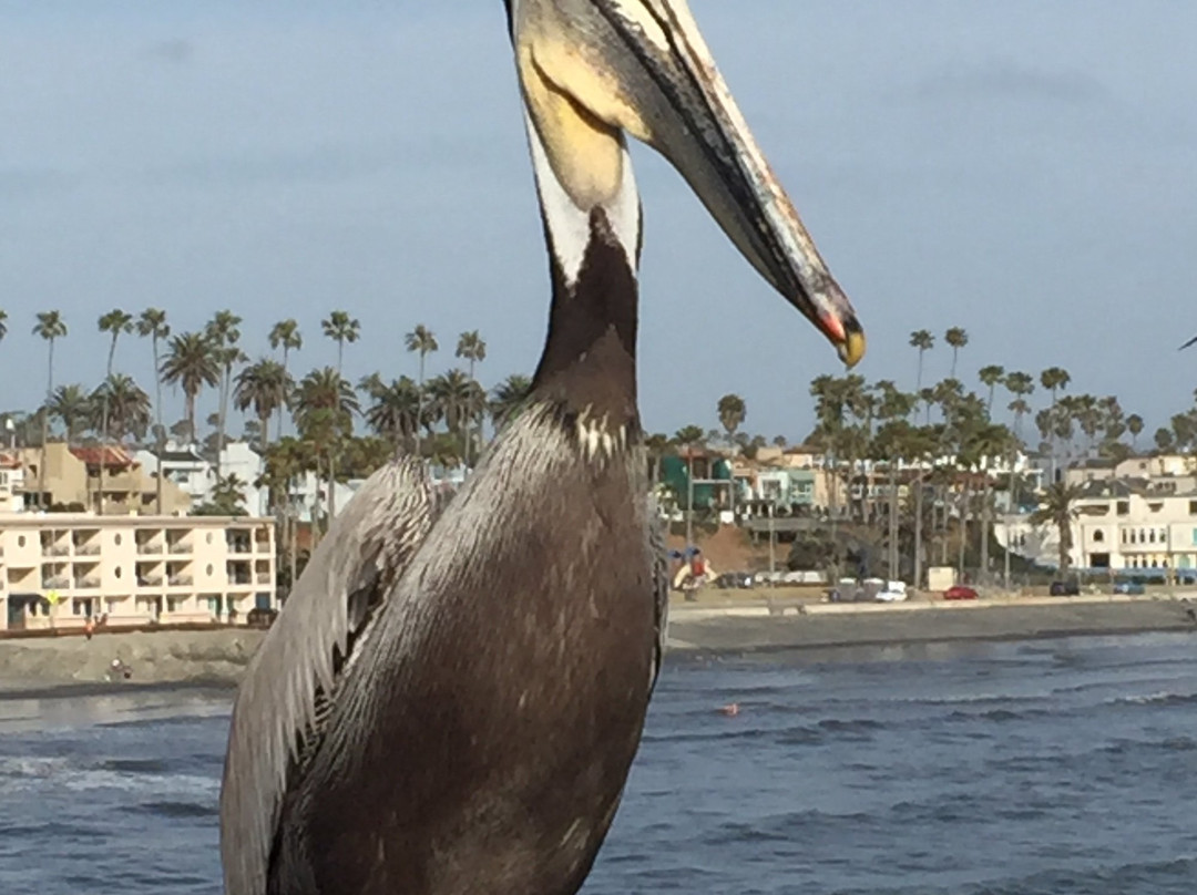 Oceanside Pier-欧申赛德必去景点