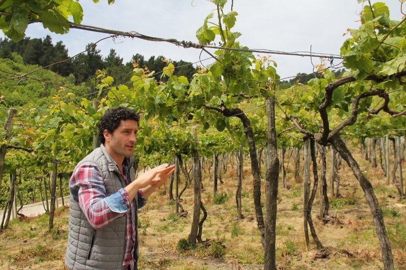 Bodega Txakoli Basa Lore景点图片