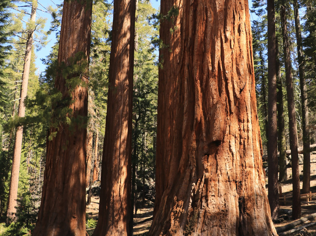 Grizzly Giant Tree-优胜美地国家公园必去景点