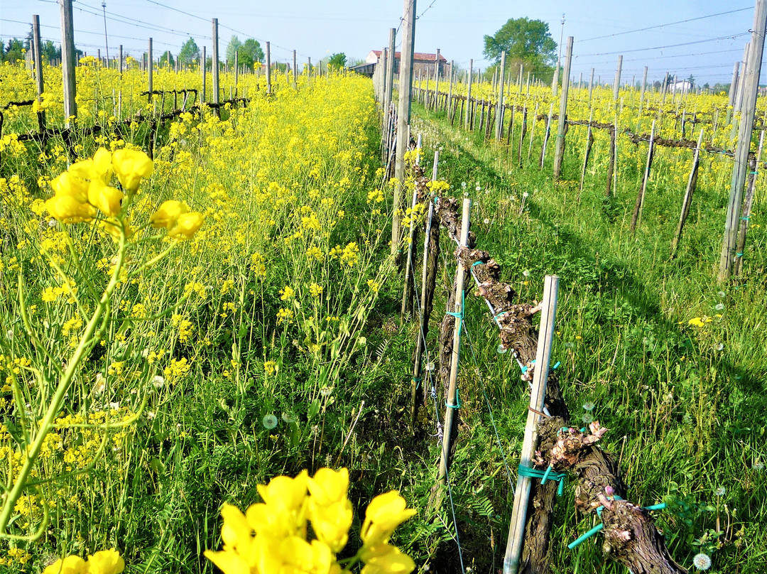 Tessere Societa' Agricola景点图片