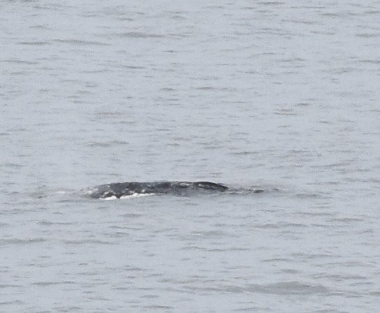 Siletz Bay Park-林肯城必去景点