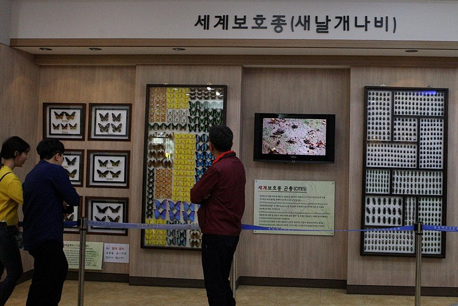 Hampyeong Expo Park - Butterfly Insect Specimen Exhibition hall-咸平郡必去景点