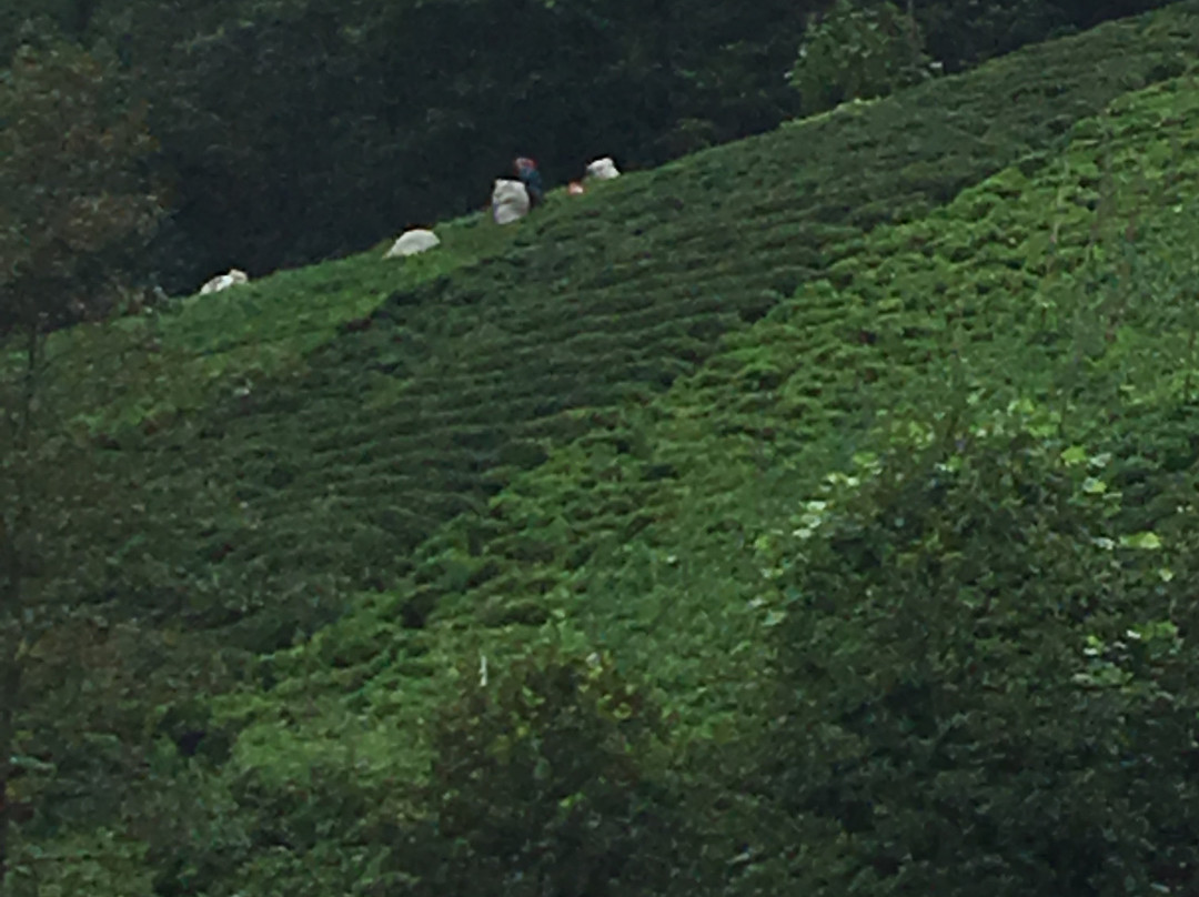 Senyamac旅游攻略图片
