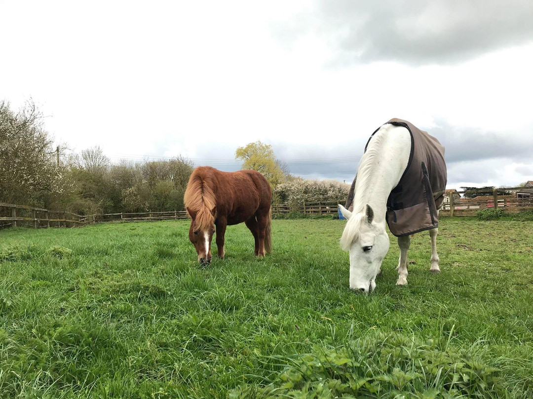 Newton Hall Equitation Ltd-Swilland必去景点