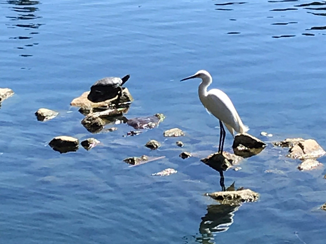 Laguna Lake Park-富乐顿必去景点