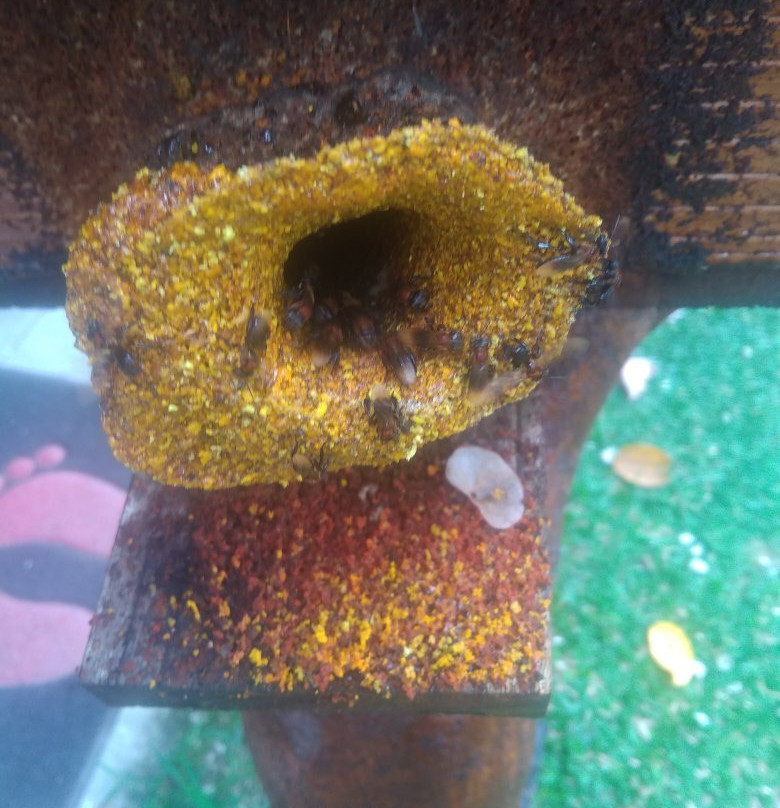 Uncle Tan Orchard Stingless Bee Farm-Pontian District必去景点